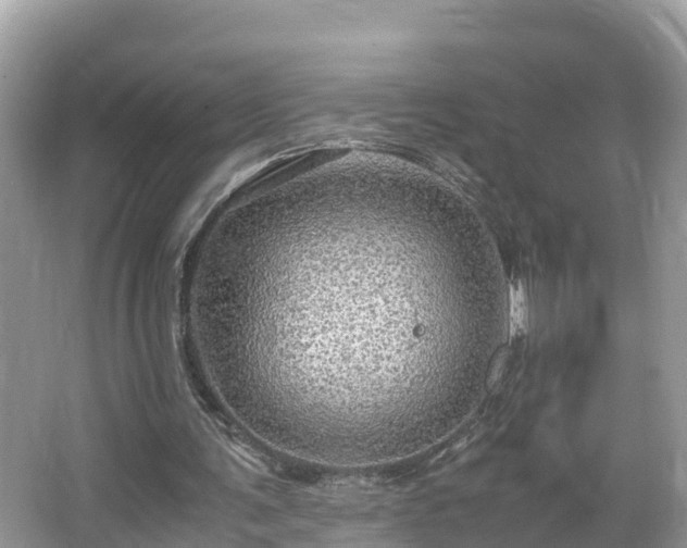 X0000065240291200602211221