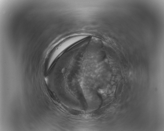 X0000065240295200602211220