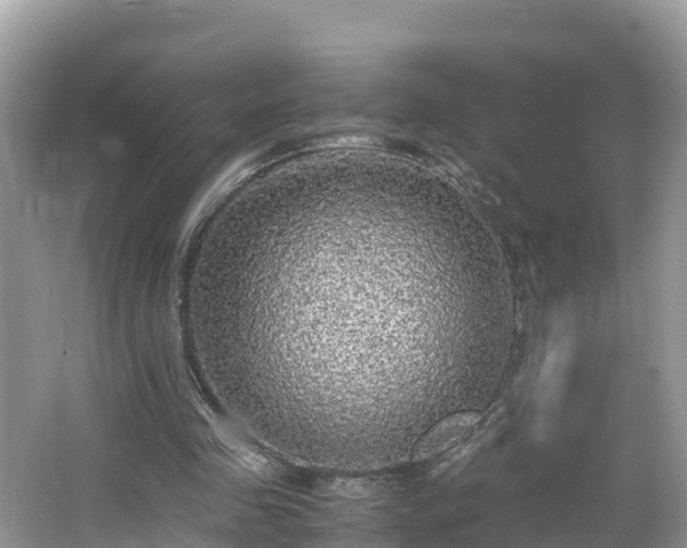 X0000065240341200602211219