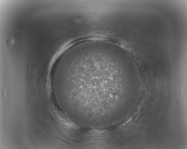 X0000065240343200602211219