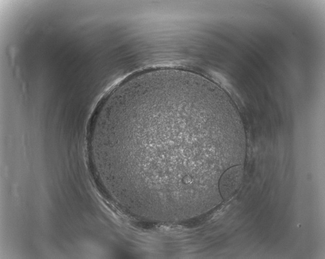 X0000065240346200602211219