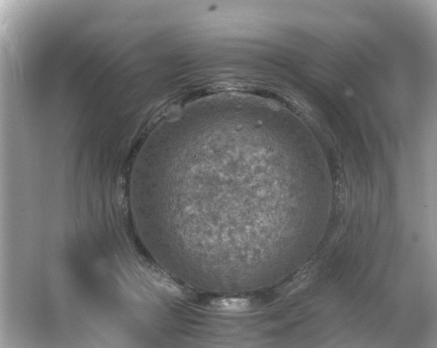 X0000065240361200602211219