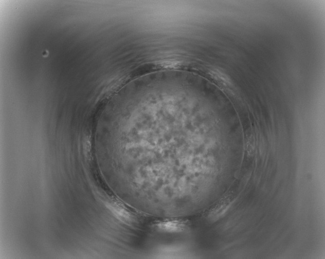 X0000065240365200602211219