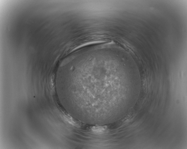 X0000065240373200602211219