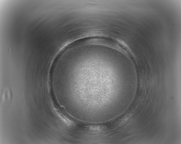 X0000065240439200602211217