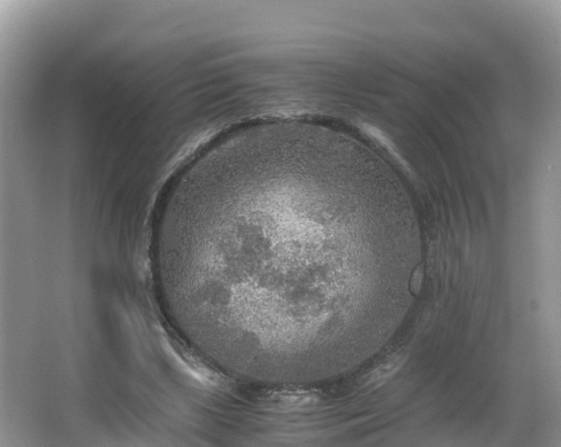 X0000065240443200602211217