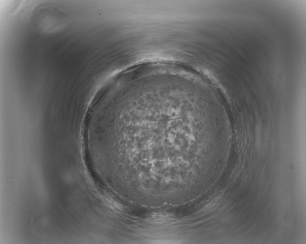 X0000065240487200602211217