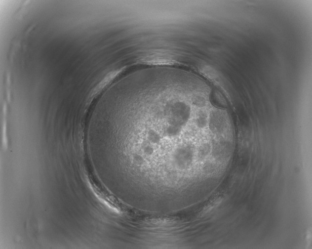 X0000065240533200602211215