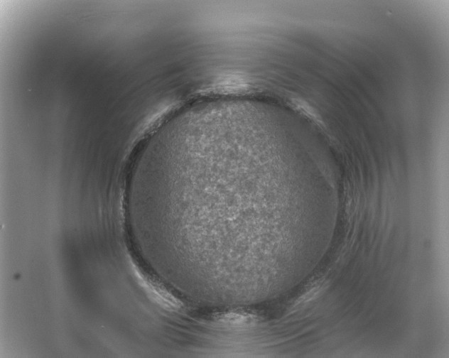 X0000065240542200602211216