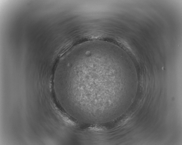 X0000065240545200602211216