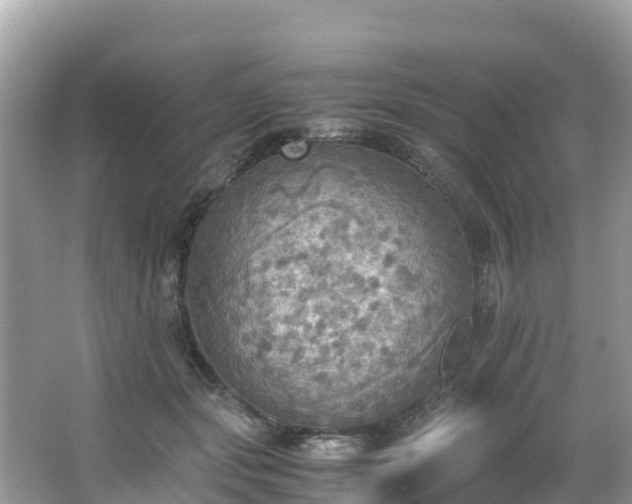 X0000065240557200602211216