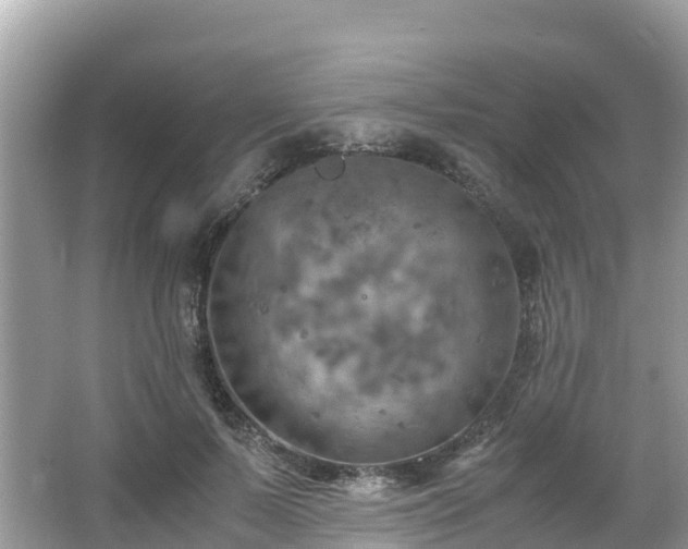 X0000065240695200602211213