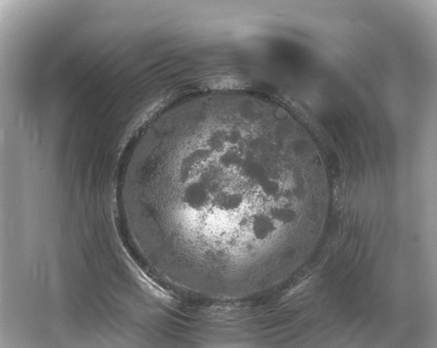 X0000065240725200602211212