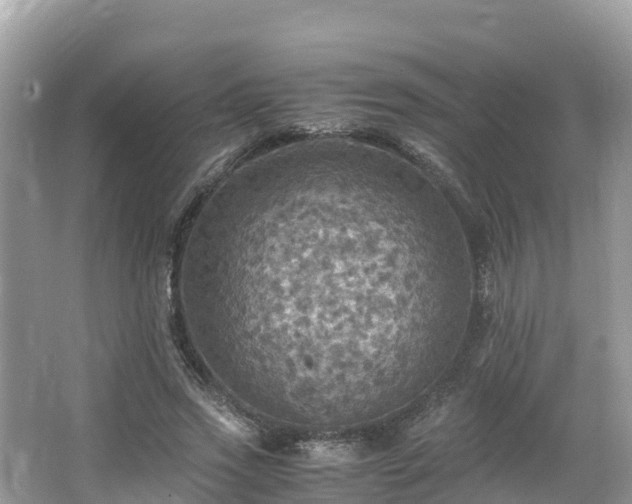 X0000065240733200602211212