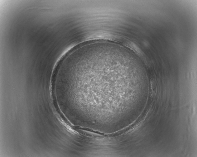 X0000065240780200602211212