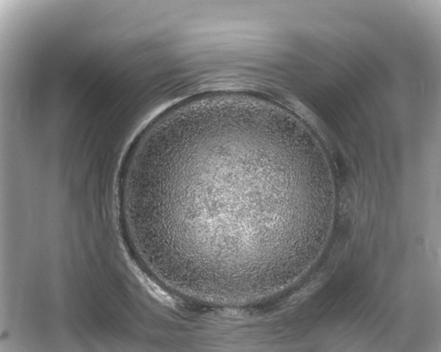 X0000065240787200602211211