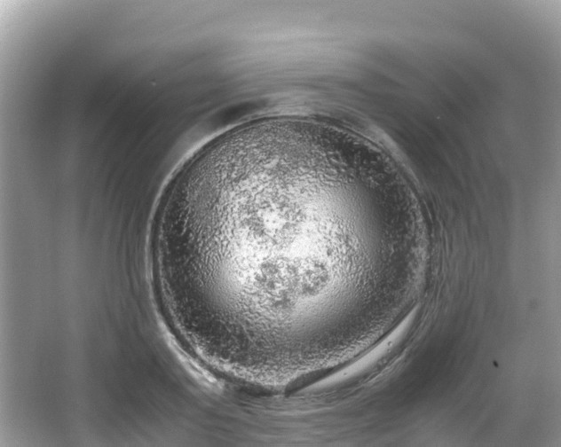 X0000065240795200602211211