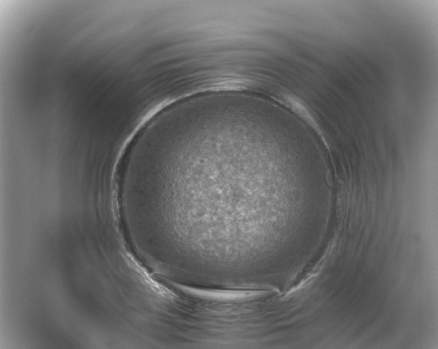 X0000065240835200602211210