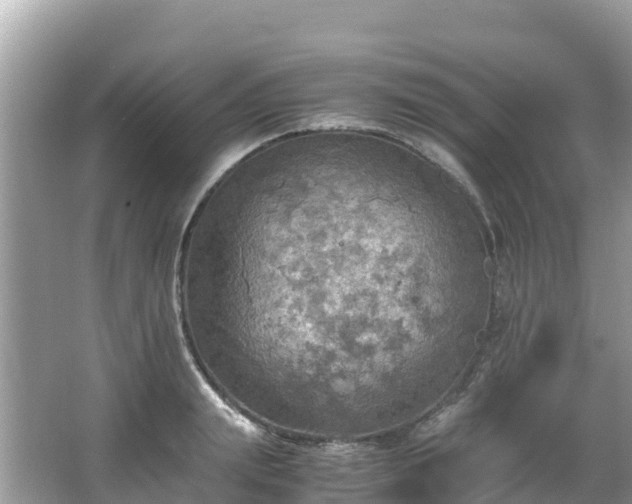 X0000065240847200602211211