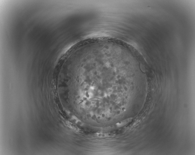 X0000065240871200602211210