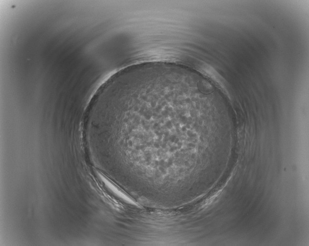 X0000065240875200602211210