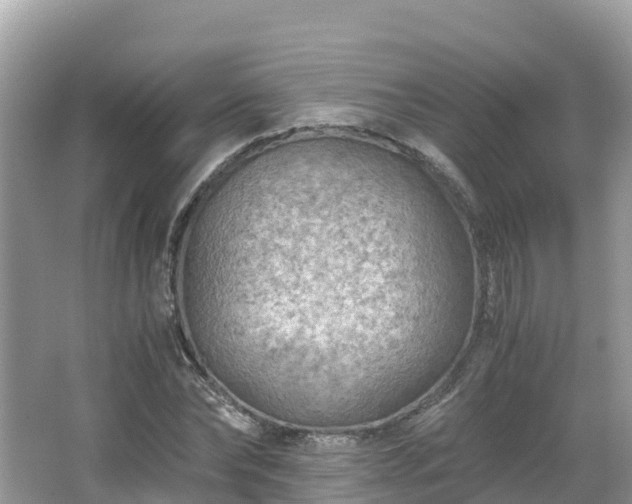 X0000065240878200602211210