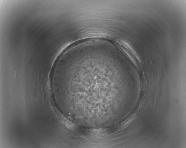 X0000065240883200602211210