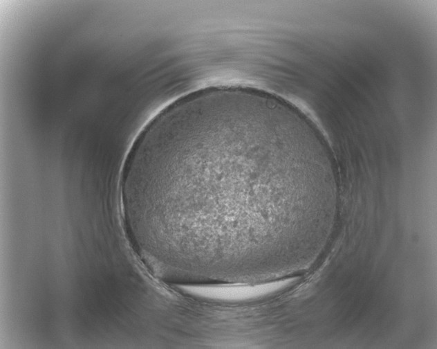 X0000065240887200602211210