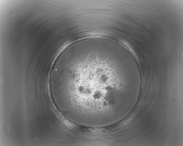 X0000065240899200602211209