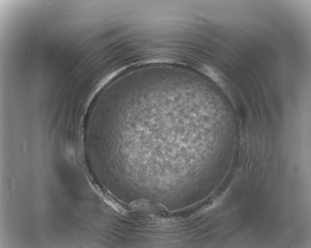 X0000065240933200602211209