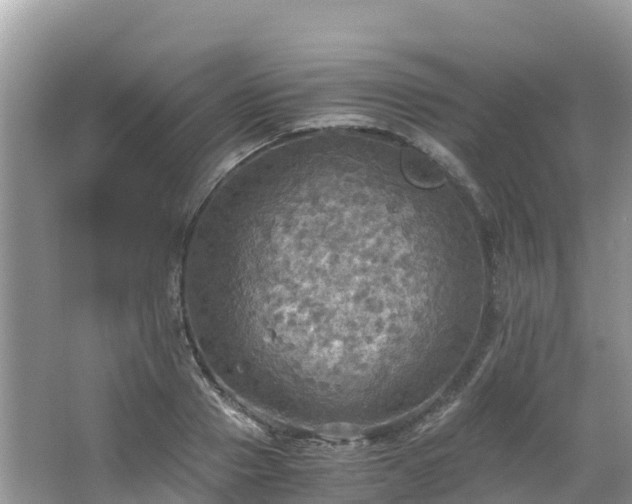 X0000065240937200602211209