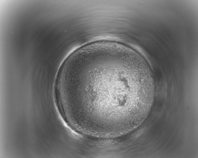 X0000065240999200602211208