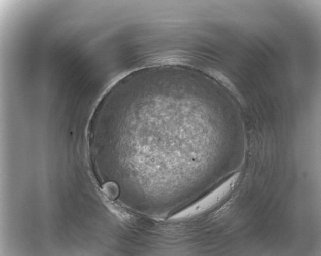 X0000065241031200602211207