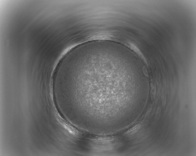 X0000065241035200602211207