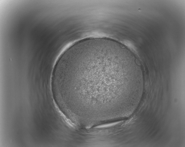 X0000065241183200602211204