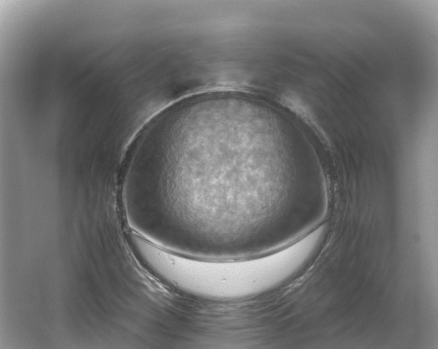 X0000065241260200602211203