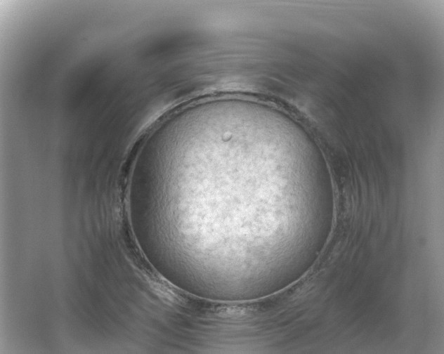 X0000065241266200602211203