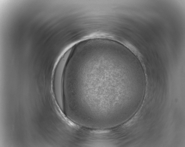 X0000065241296200602211202