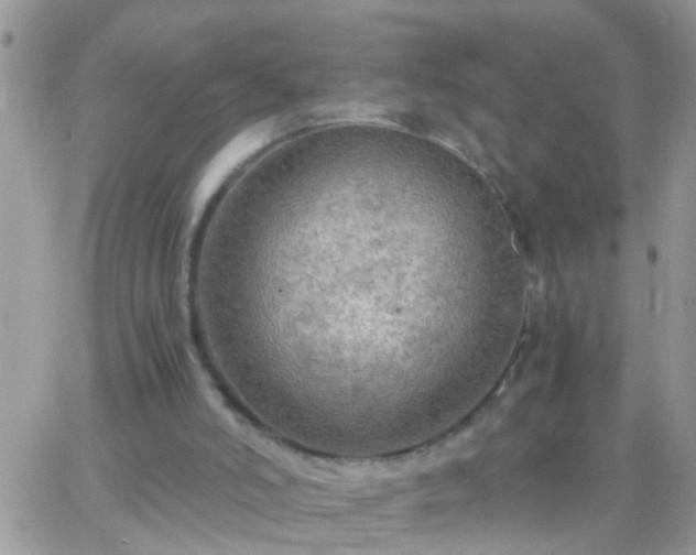 X0000065240006200602242036