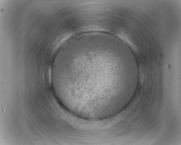 X0000065240014200602242036