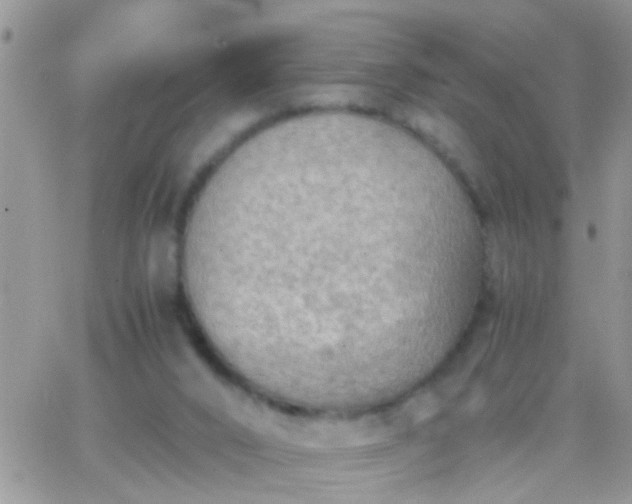 X0000065240016200602242036