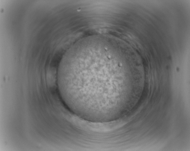 X0000065240030200602242036