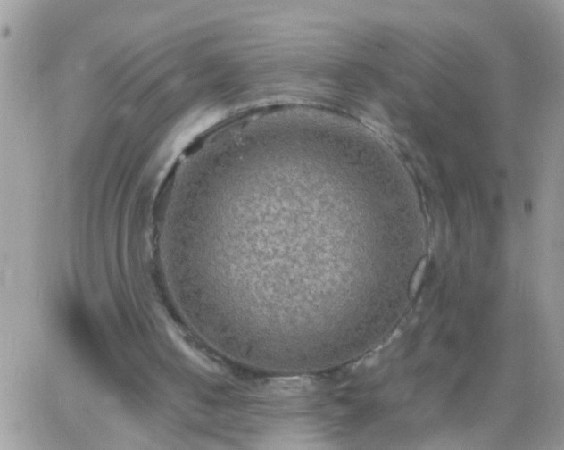 X0000065240050200602242035