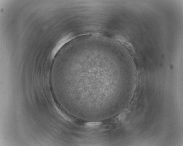 X0000065240051200602242035