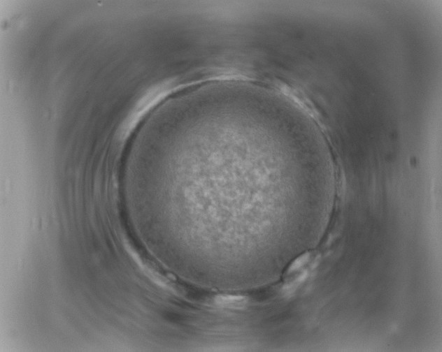 X0000065240055200602242035