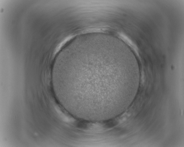 X0000065240107200602242034