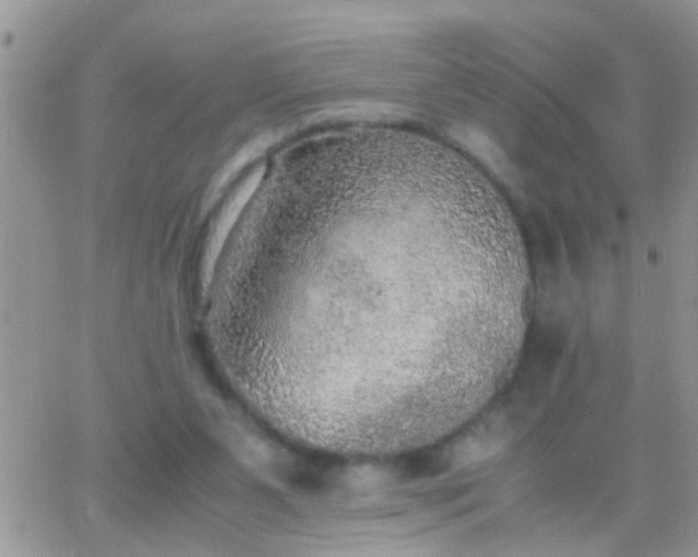 X0000065240111200602242034