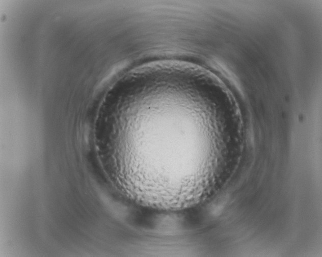 X0000065240115200602242034