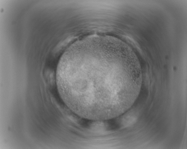 X0000065240123200602242034