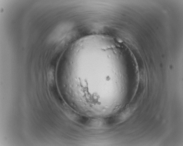 X0000065240127200602242034